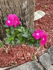 Catharanthus roseus image