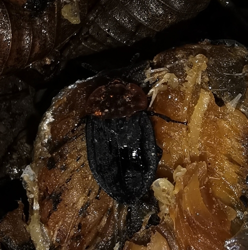 Oiceoptoma thoracicum