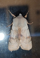 Perigrapha rorida