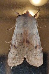 Perigrapha rorida