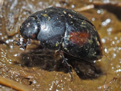 Sphaeridium scarabaeoides