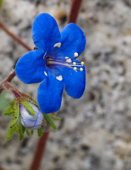 Phacelia campanularia campanularia