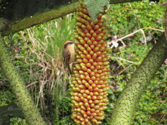 Aphrastura spinicauda fulva