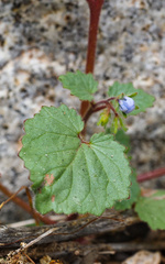 Phacelia campanularia campanularia