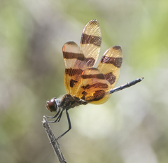 Celithemis eponina