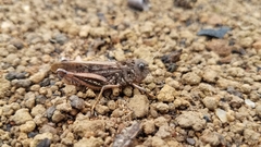 Pycnocrania grandidieri