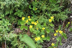 Viola biflora