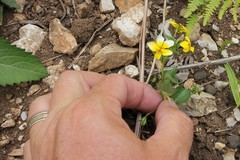 Viola biflora