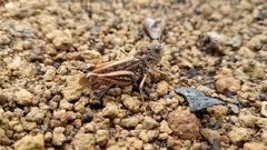 Pycnocrania grandidieri