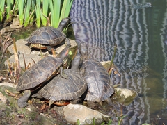 Trachemys scripta
