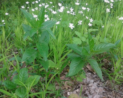 Mercurialis ovata (Mercurialis ovata)