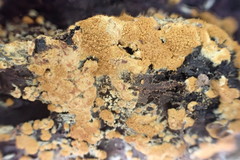 Botryobasidium aureum