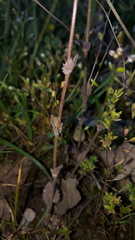 Draba muralis