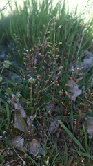 Draba muralis
