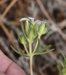 Leptosiphon nuttallii pubescens