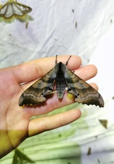 Marumba irata