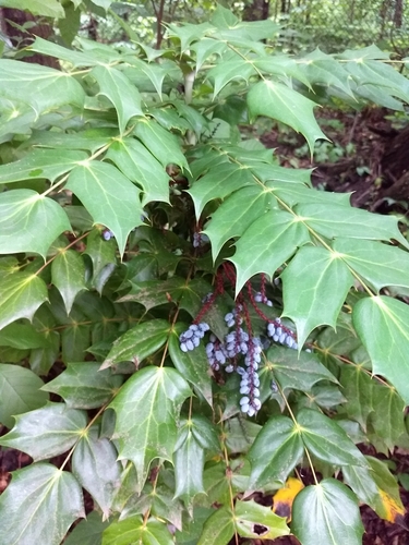 Mahonia bealei