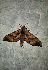 Marumba irata