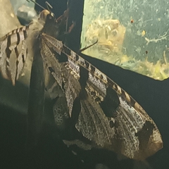 Lachlathetes moestus