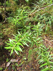 Saxegothaea conspicua