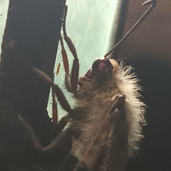 Lachlathetes moestus