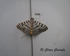 Conchylodes concinnalis
