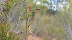 Idolomorpha madagascariensis