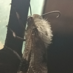 Lachlathetes moestus