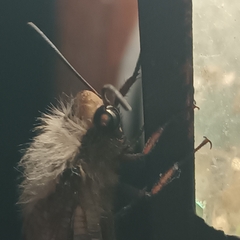 Lachlathetes moestus