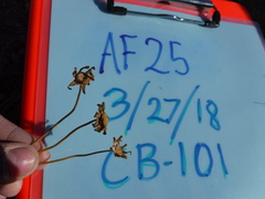 Leptosyne calliopsidea