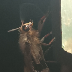 Lachlathetes moestus