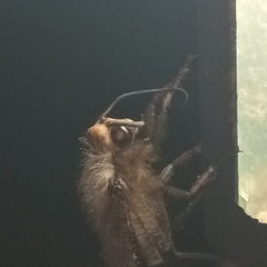 Lachlathetes moestus