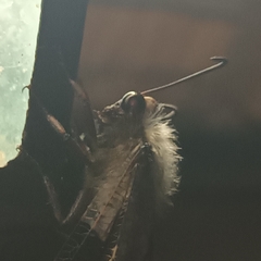 Lachlathetes moestus