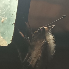 Lachlathetes moestus