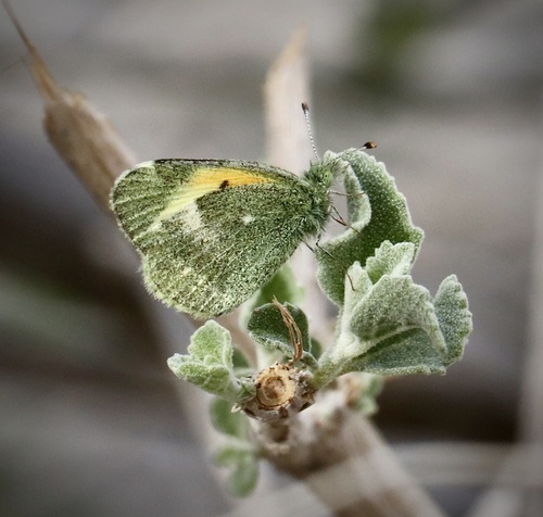 Dainty Sulphur, Anza-Borrego Desert State Park, San Diego County, CA, USA, photo 7 of 10