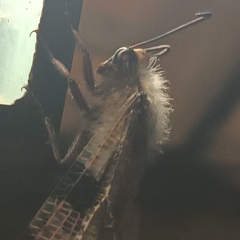 Lachlathetes moestus