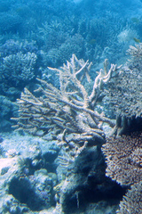Acropora