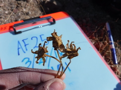 Leptosyne calliopsidea