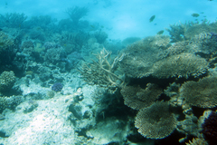 Acropora