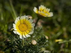 Glebionis coronaria discolor