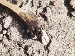 Earomyia lonchaeoides