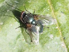 Eudasyphora cyanella