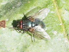 Eudasyphora cyanella