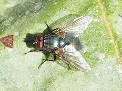 Eudasyphora cyanella