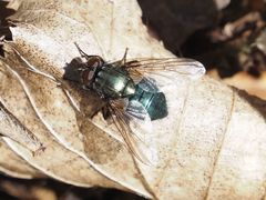 Eudasyphora cyanella