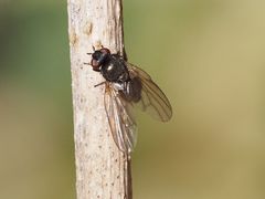 Earomyia lonchaeoides