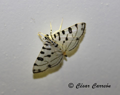 Conchylodes erinalis