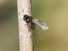 Earomyia lonchaeoides