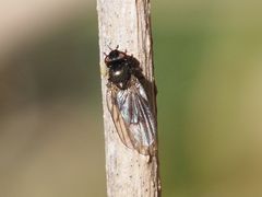 Earomyia lonchaeoides