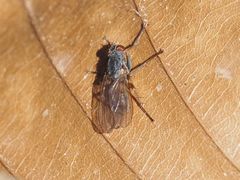 Lispocephala brachialis